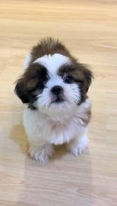 A39 Sweet Shih Tzu Dog