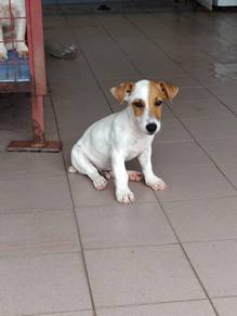 JRT Jack Russell Male  puppy