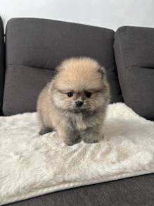 Q50022 Tiny Pomeranian brown orange haired