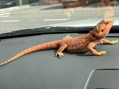 Bearded Dragon For Sale