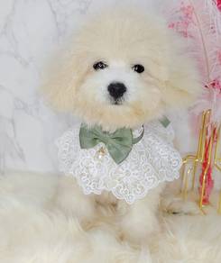 Maltipoo