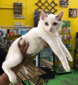 Ragdoll Bi color