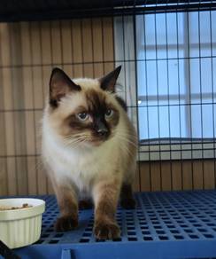 Siamese cat