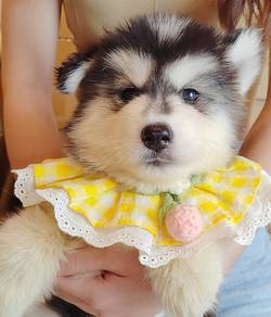 Wooly Husky