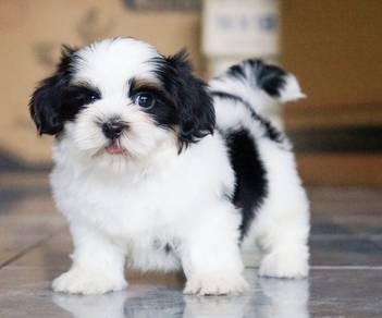 SHIH TZU PUPPIES A368🌻 Small Dog Available Female