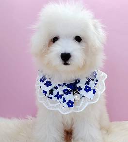 Maltipoo