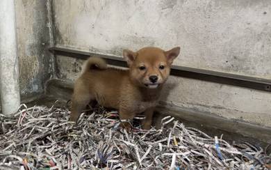 Shiba inu