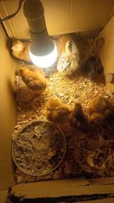 Anak ayam RIR &BPR