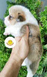 HHSG_B11622 BABY welsh corgi puppies