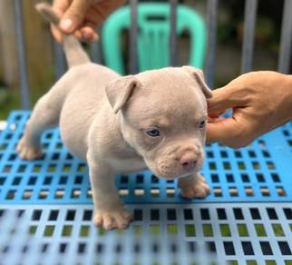 AMERICAN BULLY PUPPIES S128 🐻 Rehome Male Exotic