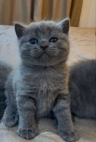 Bsh