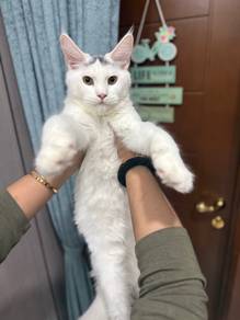 purebred Maine Coon male