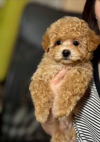 Maltipoo puppies 