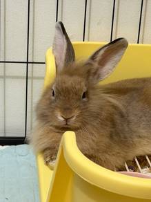 Mix LionHead