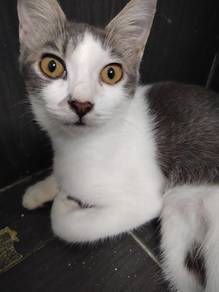 Kucing untuk di adopt 