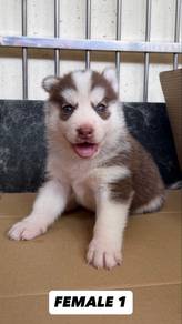 SIBERIAN HUSKY female puppies – REHOME