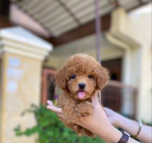 cavapoo puppy1