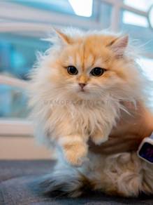 BLH British Longhair Kitten Female - Hime