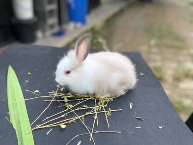 Rabbit Arnab Kelinci Baka Mix