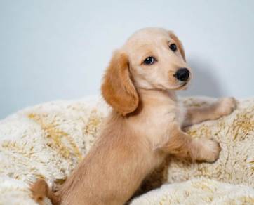 MINIATURE DACHSHUND Puppies D38 🐻 Good-looking