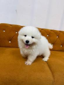 Bear-Faced Samoyed Puppy 🐻🤍