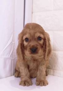 J0515 English Cocker Spaniel Big Eyes Puppy