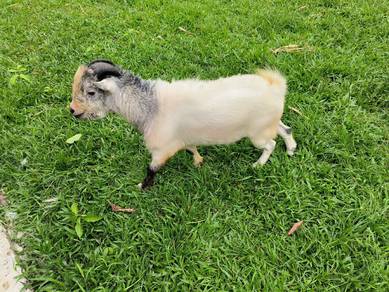 Pygmy goat