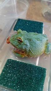 Pacman Frog 