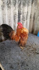 ayam serama