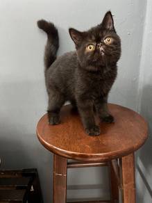 Exotic short hair kitten