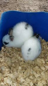 Netherlands dwarf rabbit 