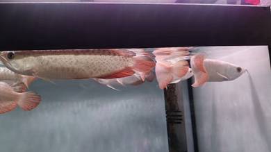 Ikan Arowana MGBB 