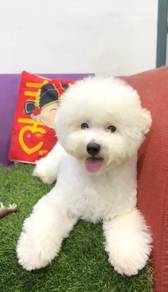 Bichon frise good quality mka microchip