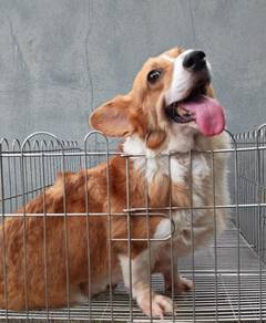 Corgi adoption puppy P100