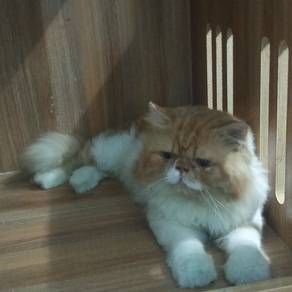 Pure Persian 