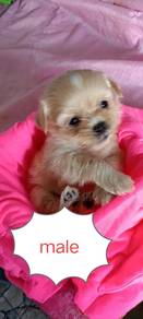 shipoo
