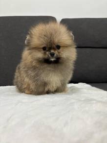 QW9222 Tiny Pomeranian double coated puppy
