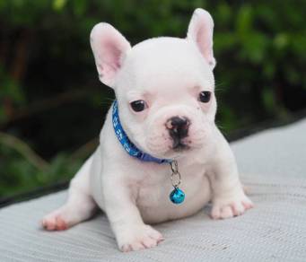 FRENCH BULLDOG PUPPIES 🌻S224 Female
