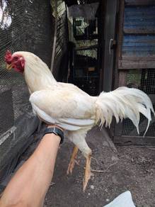 ayam sabung putih 