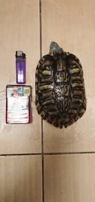 Turtle for Sale