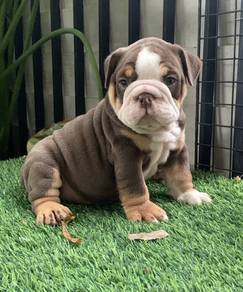 ENGLISH BULLDOG PUPPIES VIP07🐻 BullDog Available