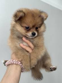 Squishable Pomeranian Tiny Cute Puppy Baby Dog