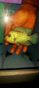 flowerhorn kamfa f2