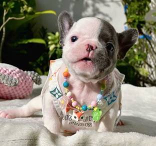 FRENCH BULLDOG PUPPIES VIP44🌻 Cute & Healthy