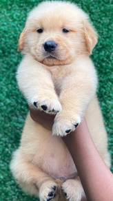 Golden Rettiver puppies 11