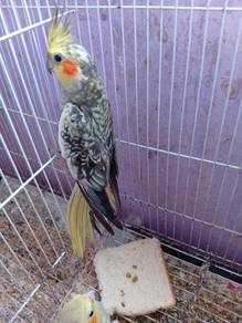 burung kokatil 
