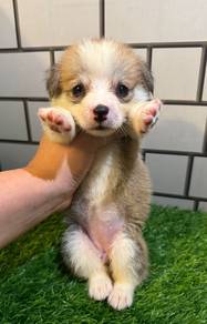 Corgi puppies with mka certificate