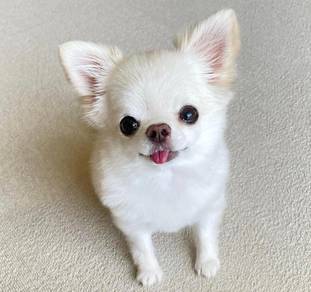 Chihuahua