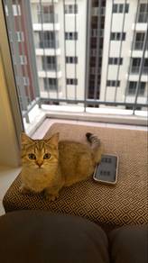 Munchkim Supershort female Bsh tabby