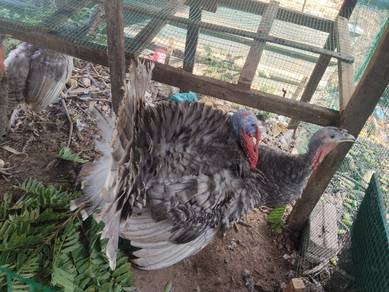 Ayam Piru